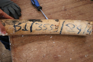 Tusks with CITES markings in a recent ivory seizure from Uganda.