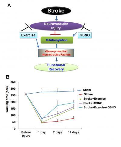 GSNO Accelerates the Recovery of Neurological and Motor Functions