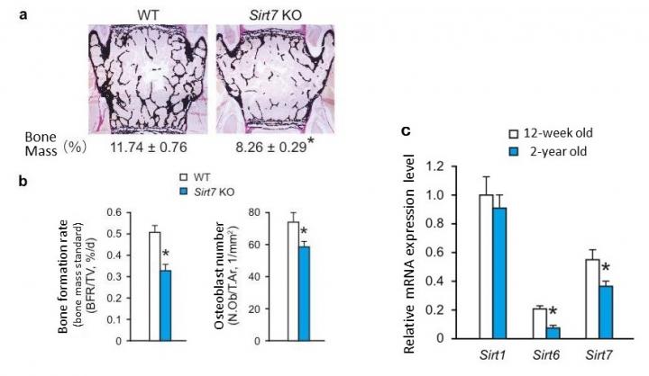 Bone tissue formation rates and expression of sirtuin in bone tissue of old mice