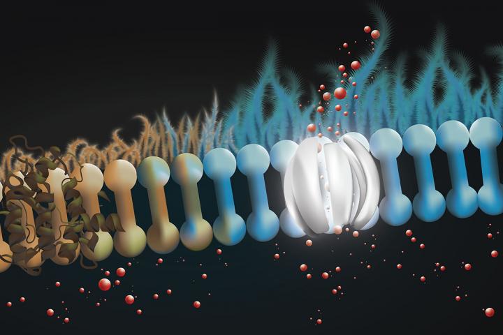 Molecular Prosthetic for Cystic Fibrosis