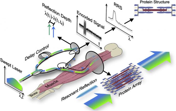 Minimally Invasive Sarcomere Length Profiler