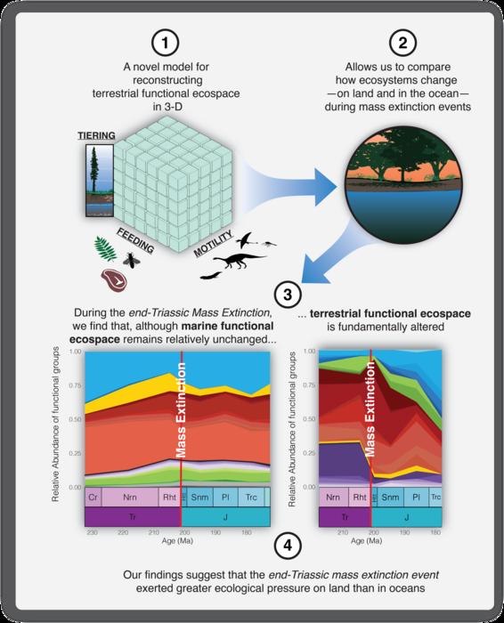 Graphic representation of the study concept and findings.