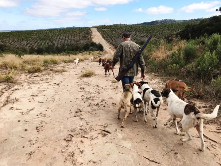 wild boar hunting with dogs