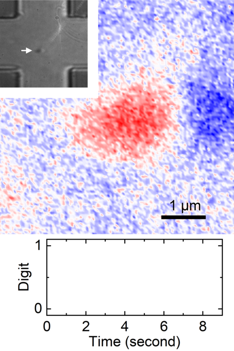 A pulsating skyrmion