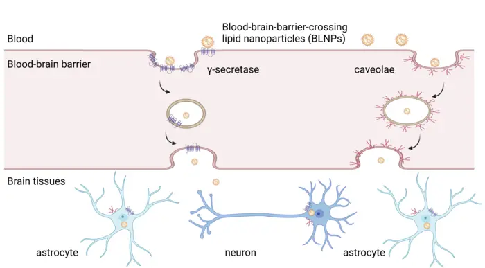 Blood–brain-barrier-crossing lipid nanoparticles