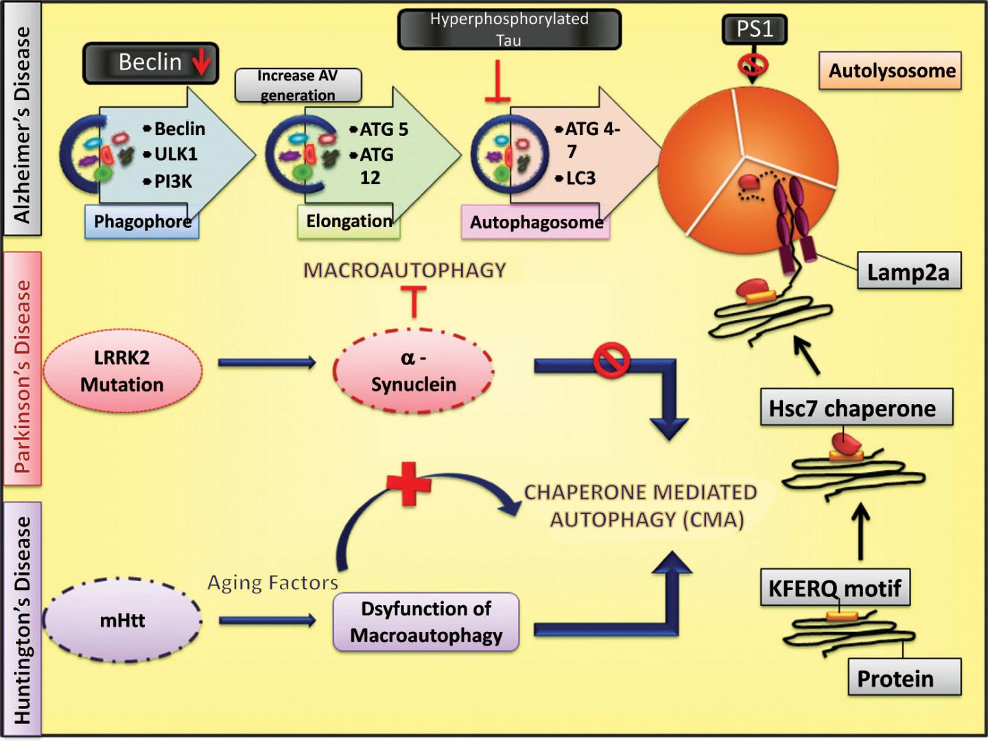 Autophagy and Mitochondria: Targets in Neurodegenerative Disorders