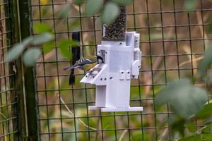 RFID tagged great tit using RFID feeder1_Sam Crofts