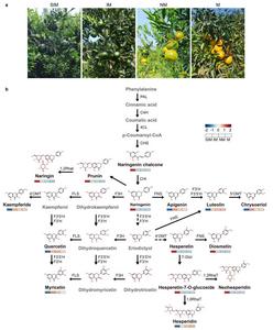 Metabolic profiles of CRC fruits at four representative developmental stages.