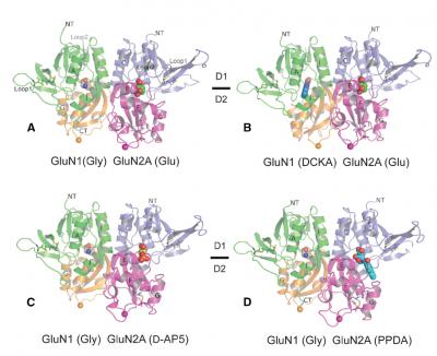 Key NMDA Binding Site in Action