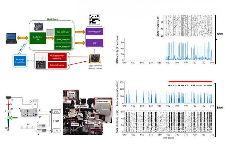 Artificial Pieces of Brain Use Light to Communicate with Real Neurons