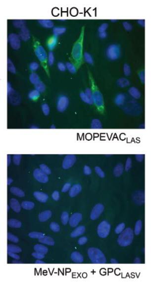 Vaccine Provides Single Shot Protection Again EurekAlert   Public