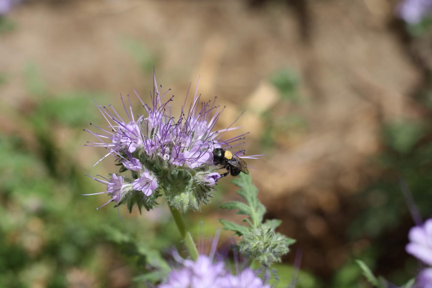 Bee on flowers