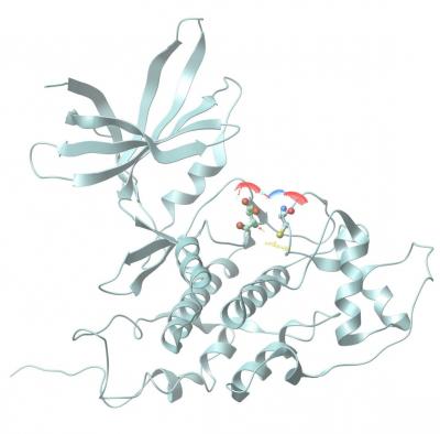A Ribbon Model of a Sulfhydrated GSK3&#946;