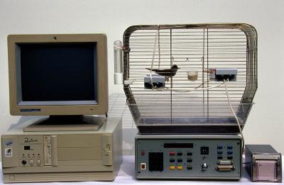 Blackcap in Environment-Controlled Chamber