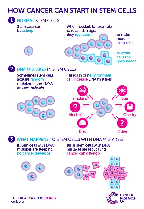 How Cancer Can Start in Stem Cells