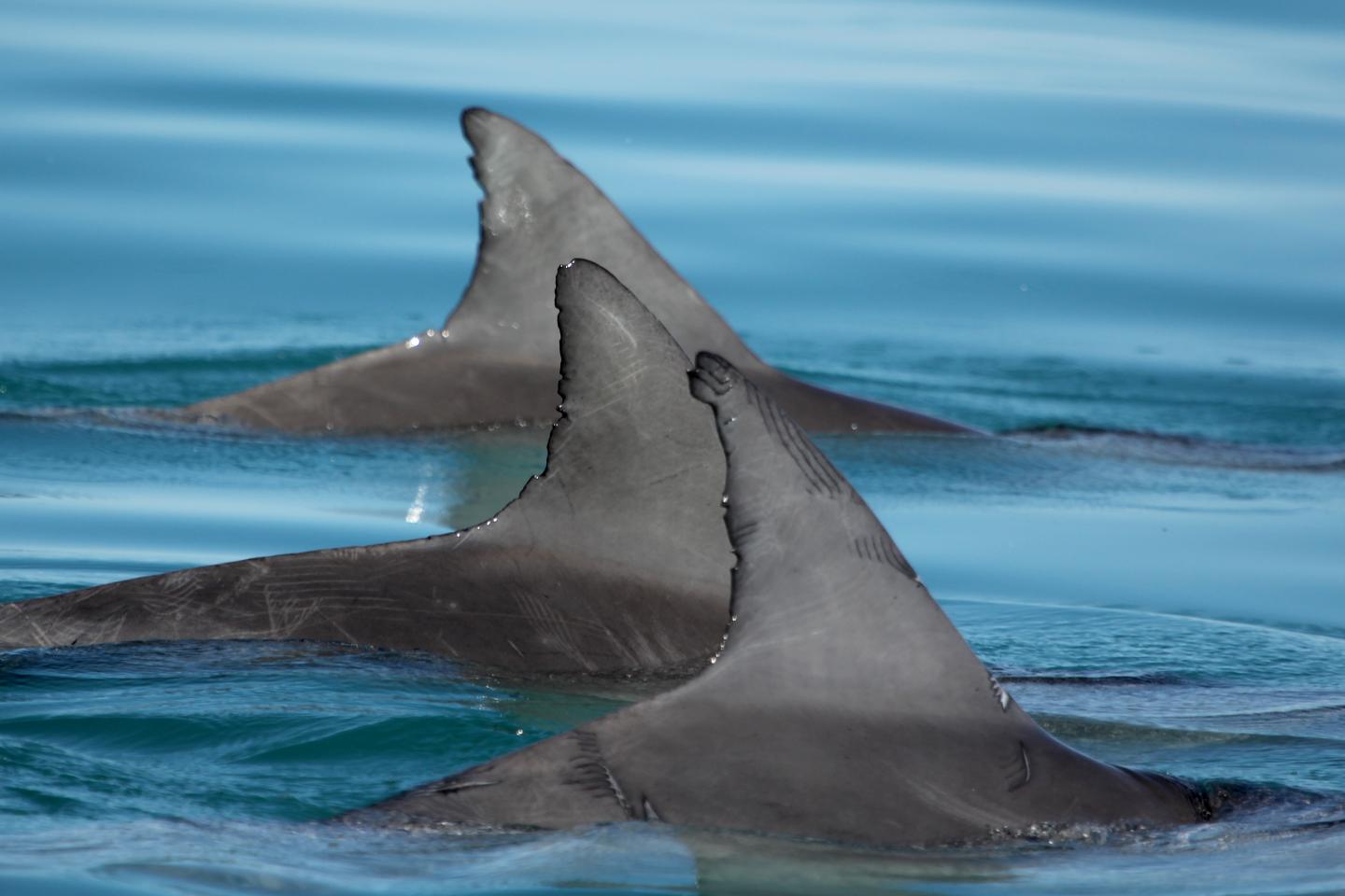 Allied Male Dolphins