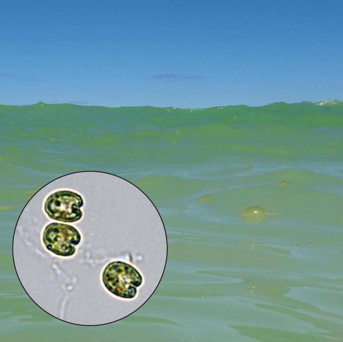 Green Coastal Waters