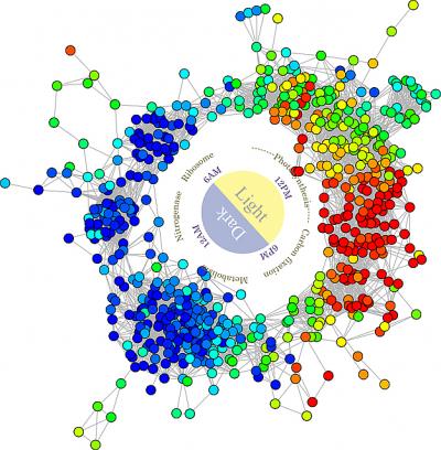 <I>Cyanothece</I> Wreath