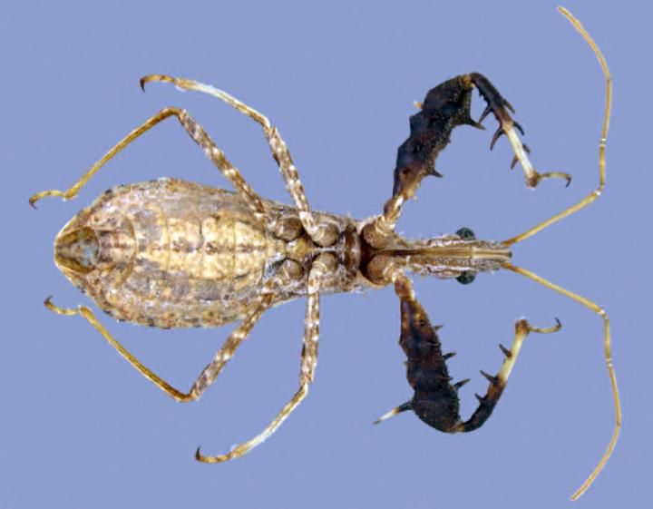 <i>Sinea incognita</i>