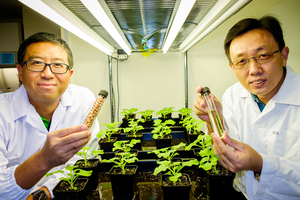 Asst Prof Wei Ma (left) holding a tube of soybeans, while Assoc Yonggui Gao (right) holds a vial of vegetable oil