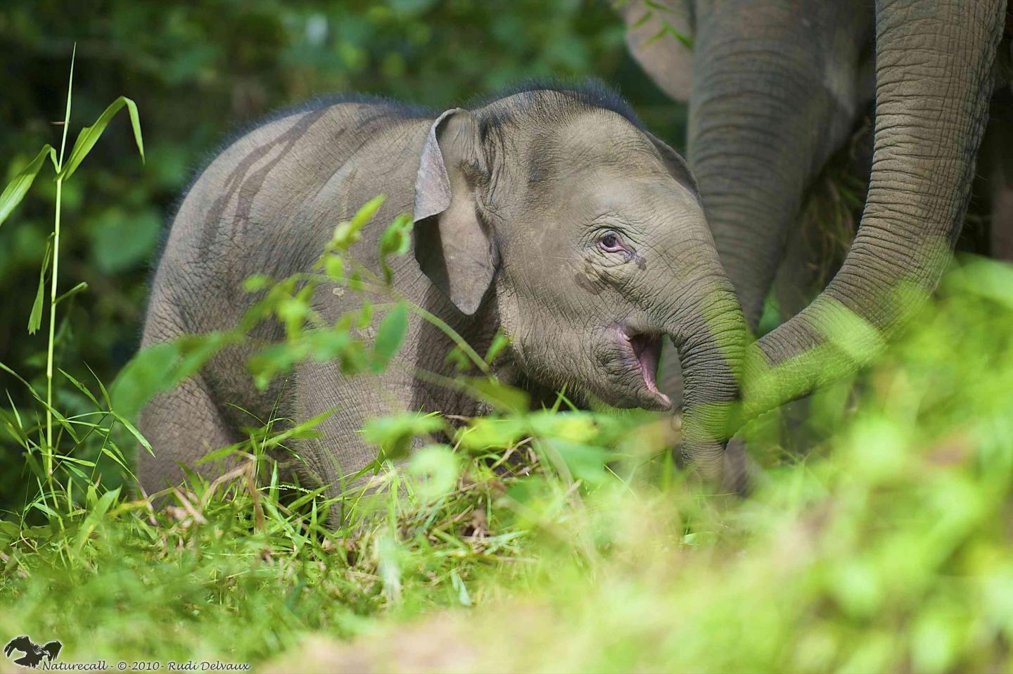 Bornean Elephant