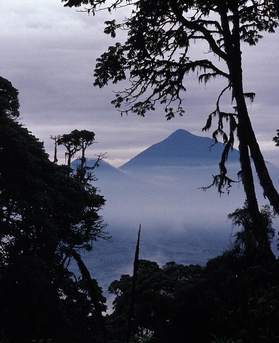 Mount Muhabura through the trees