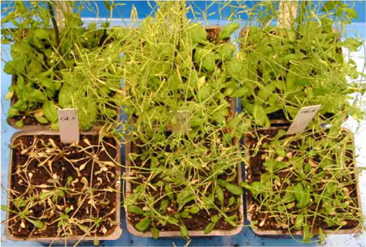 Plants Increased ACBP2 Protein