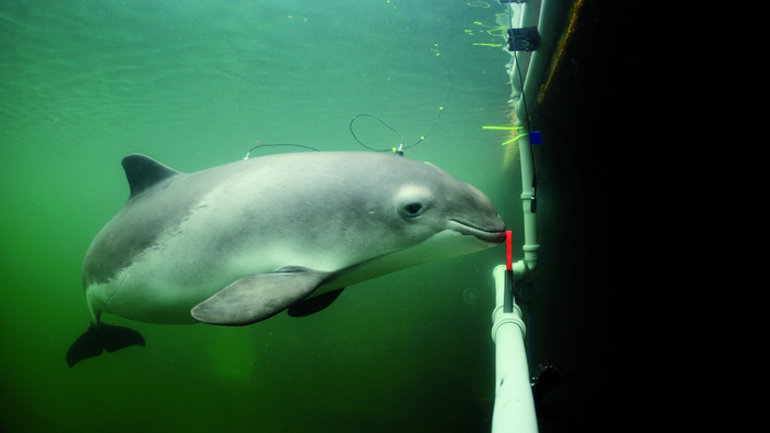 Harbor porpoise engaged in experiment where its hearing sensitivity is measured