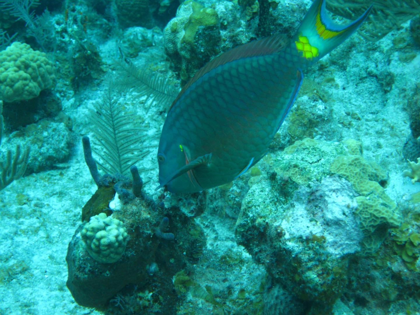 Parrotfish