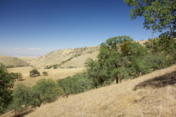 Blue Oaks in California's San Joaquin Valley