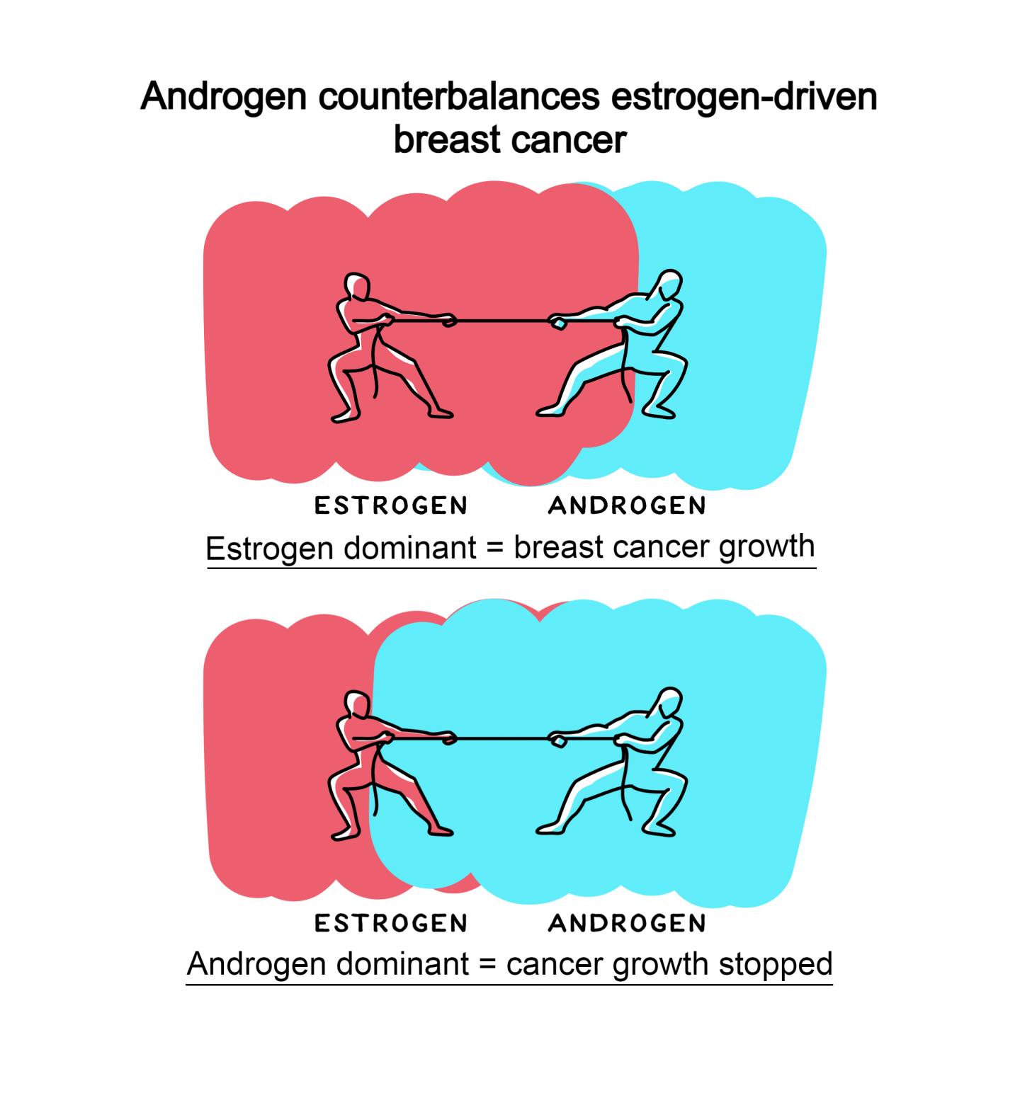 Androgen counterbalances estrogen-driven breast cancer