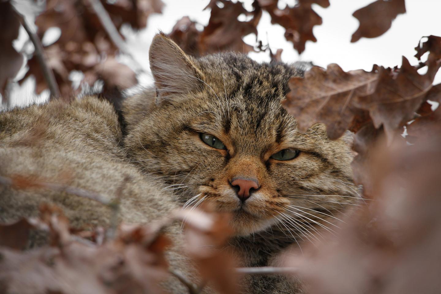 european wildcat