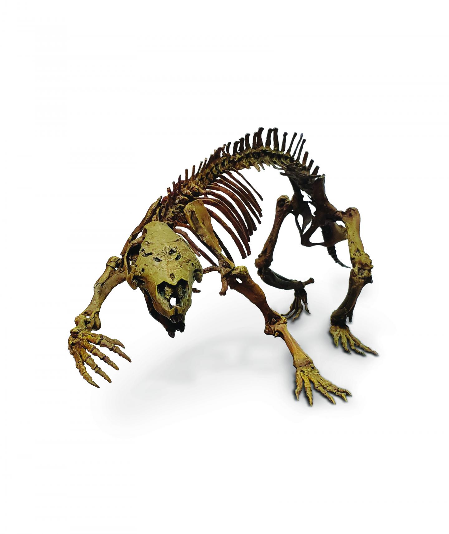 Adalatherium fossils