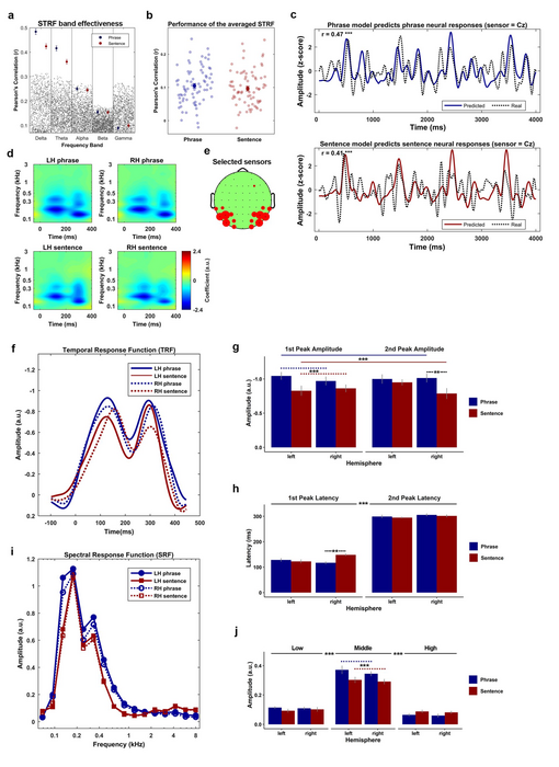 Fig 7. Acoustic features are encoded differently between phrases and sentences in a phase locked manner