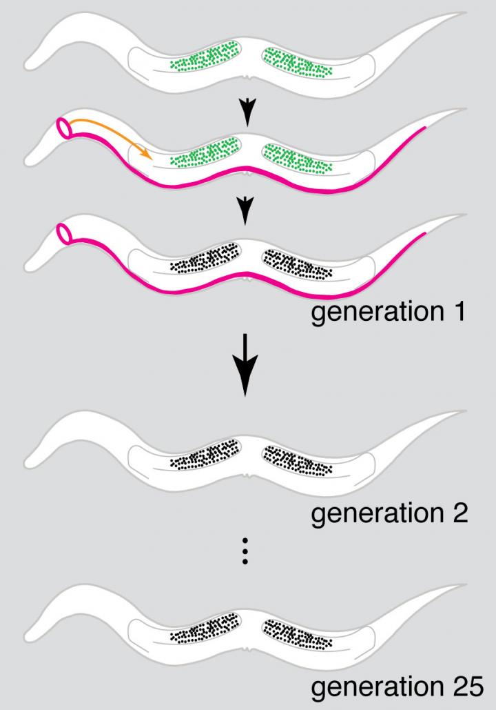 Gene Silencing Mechanism in <i>C. elegans</i>