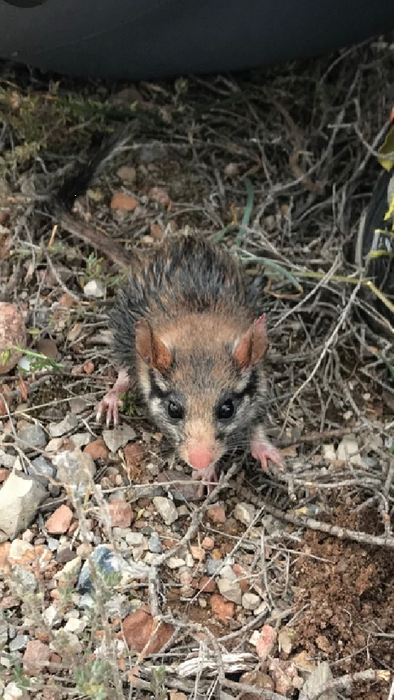 Conservation Biology Group