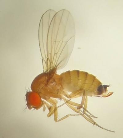 <i>Drosophila</i> Fly is Recently Evolved Crop Pest (1 of 2)
