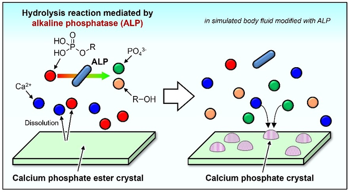 Transformation of a salt of calcium ions and phosphate esters into hydroxyapatite mediated by alkaline phosphatase (ALP)