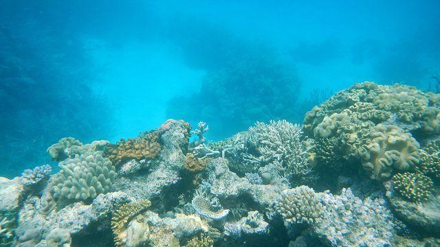 Great Barrier Reef Protected Zones Help Fish in Even Lightly-Exploited Areas