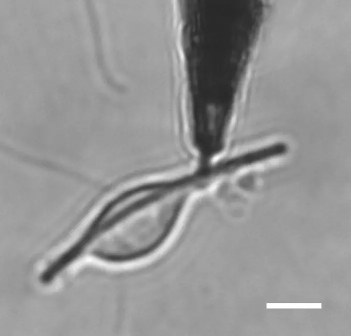 Image en microscopie électronique de transmission (TEM)