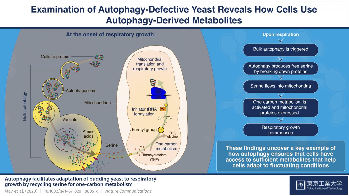 Figure 1 Serine is provided by bulk autophagy during adaptation to respiratory growth