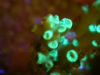Corals Light the Way to a Healthy Partnership
