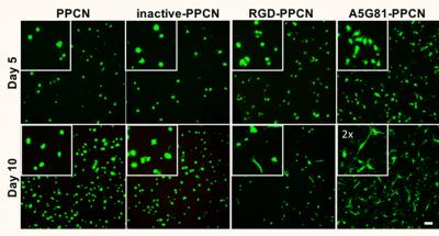 Bandage Promotes Cell Spreading