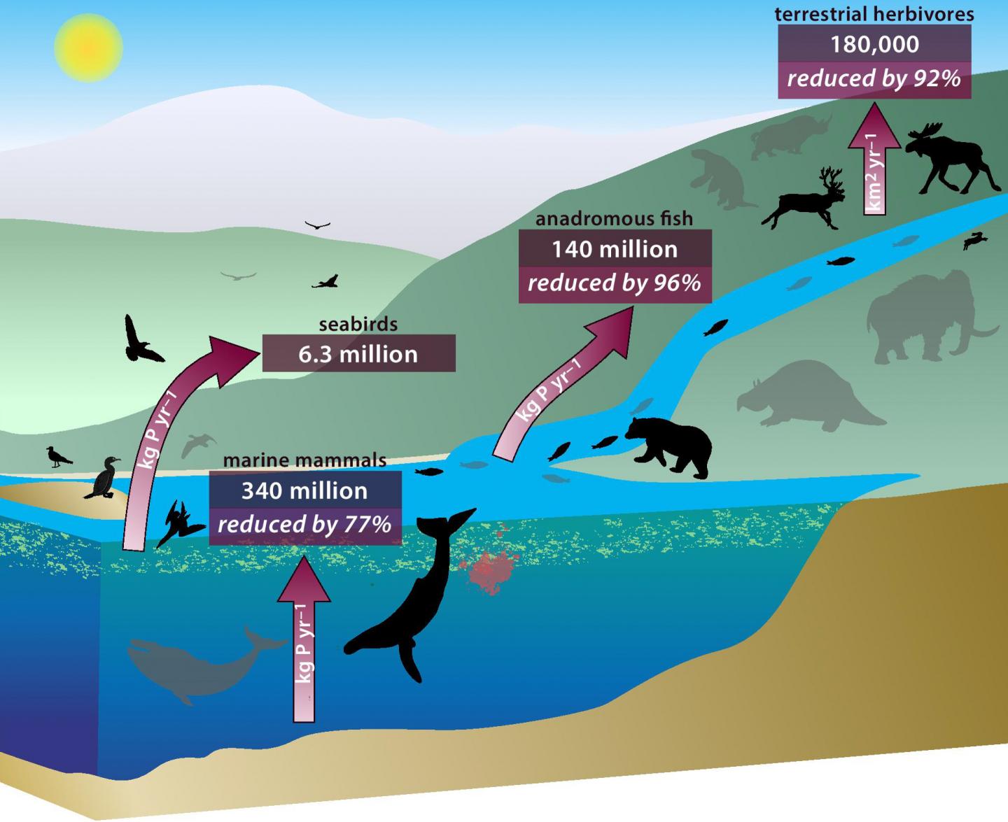 Diagram: Animal Nutrient Recycling