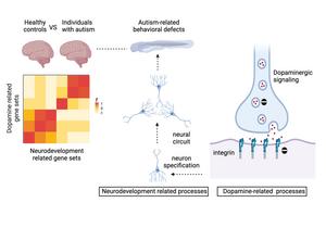 Changes in dopaminergic signaling pathways and neural developmental signaling in individuals with autism compared to healthy controls