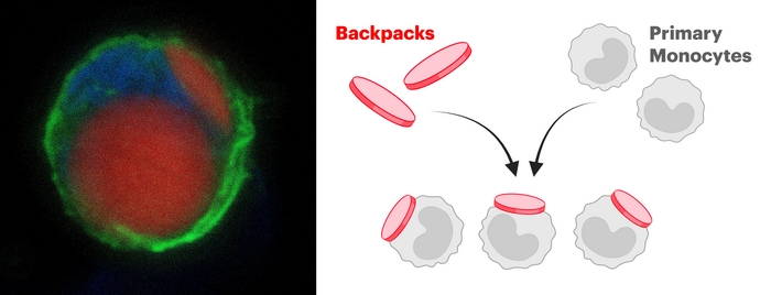 Backpack-carrying monocyte