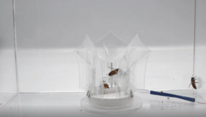 A robotic flytrap