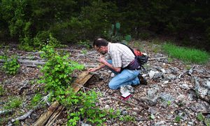 Edward LeBrun collects tawny crazy ants in the field