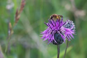 The team surveyed bee communities, such as this wild bee visiting a flower, in 19 mainly disused quarries in the Göttingen region using hand-held nets.