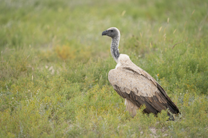 African white-backed vulture (Gyps africanus)